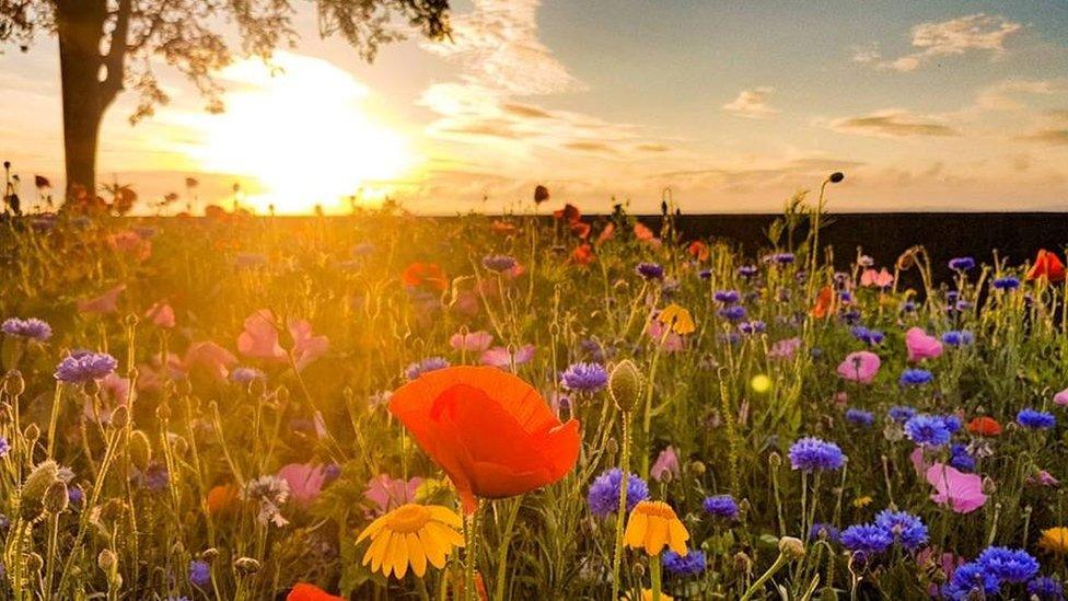 Flowers in a field