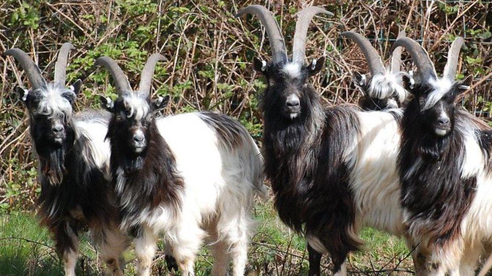 SIX BAGOT GOATS