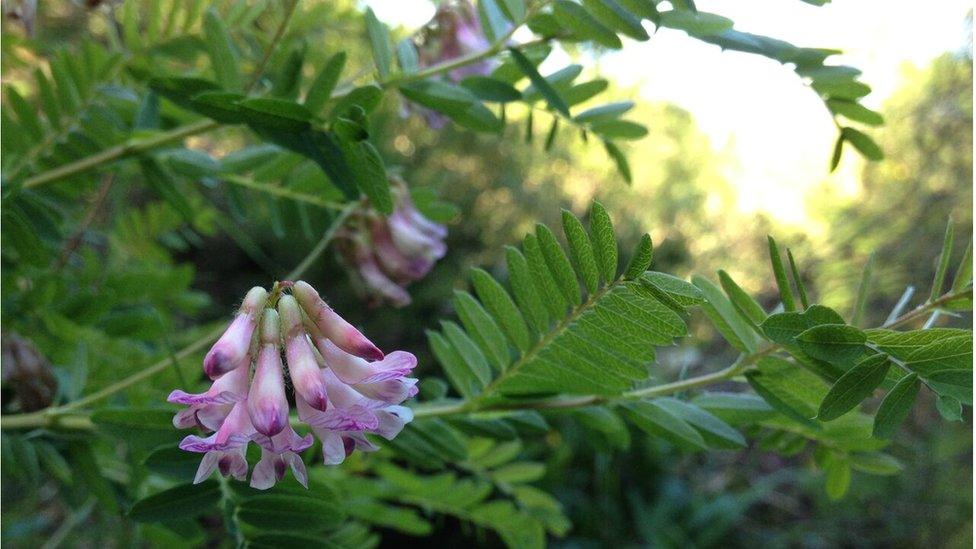 Wood bitter-vetch