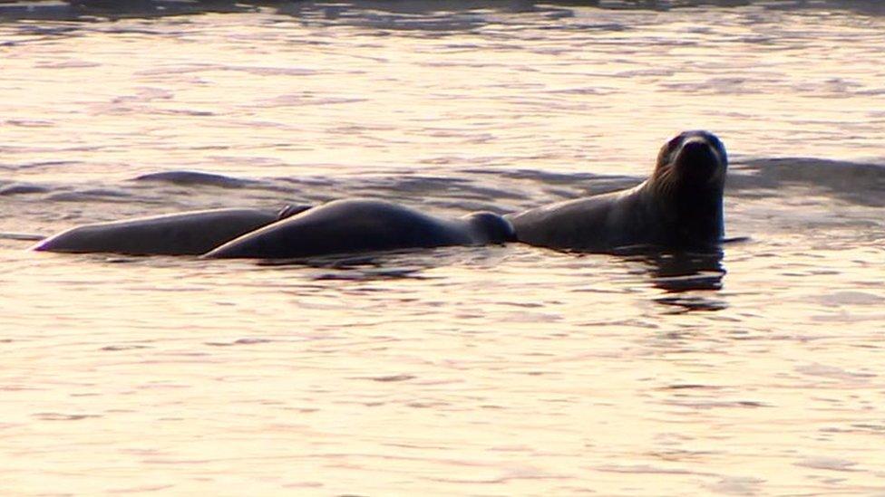 The released seals