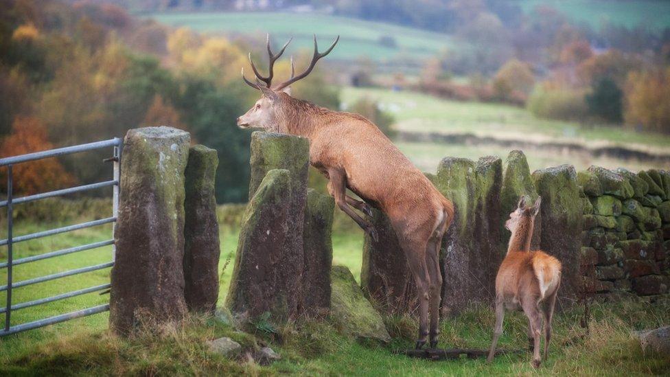 Stag and young deer on moor at Curbar