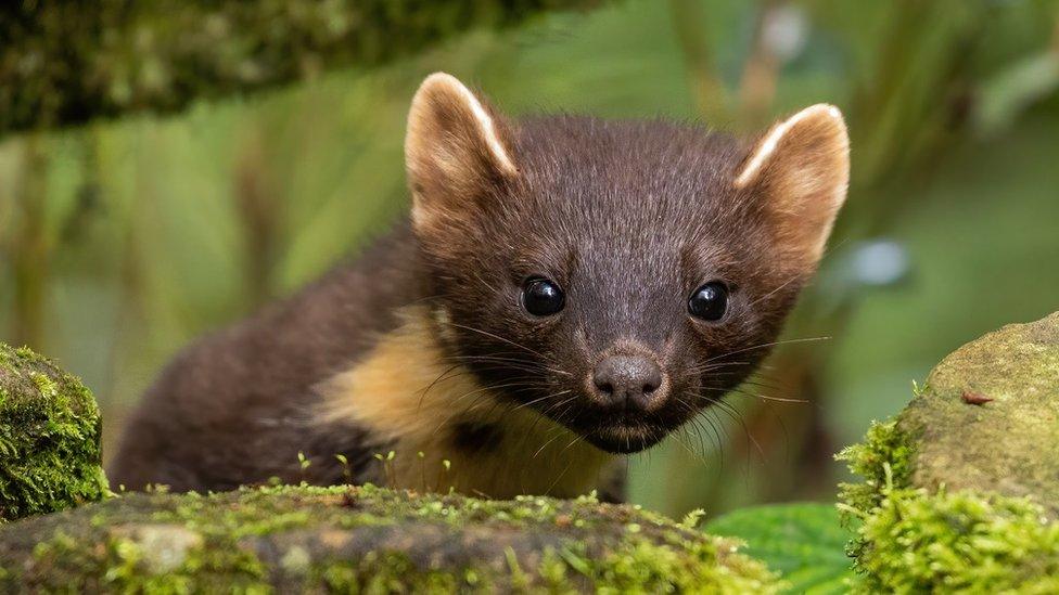 Pine marten.