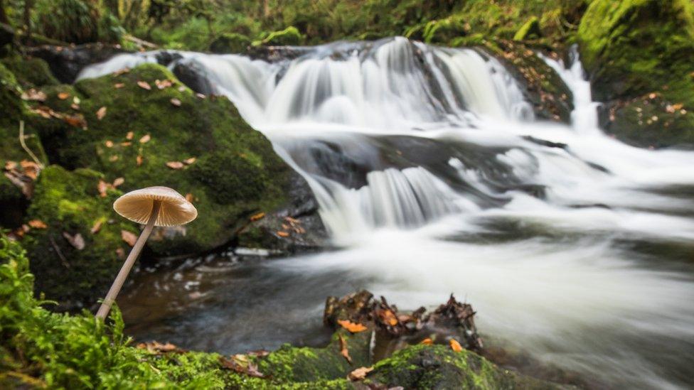 A mushroom in the foreground with waterfall in background