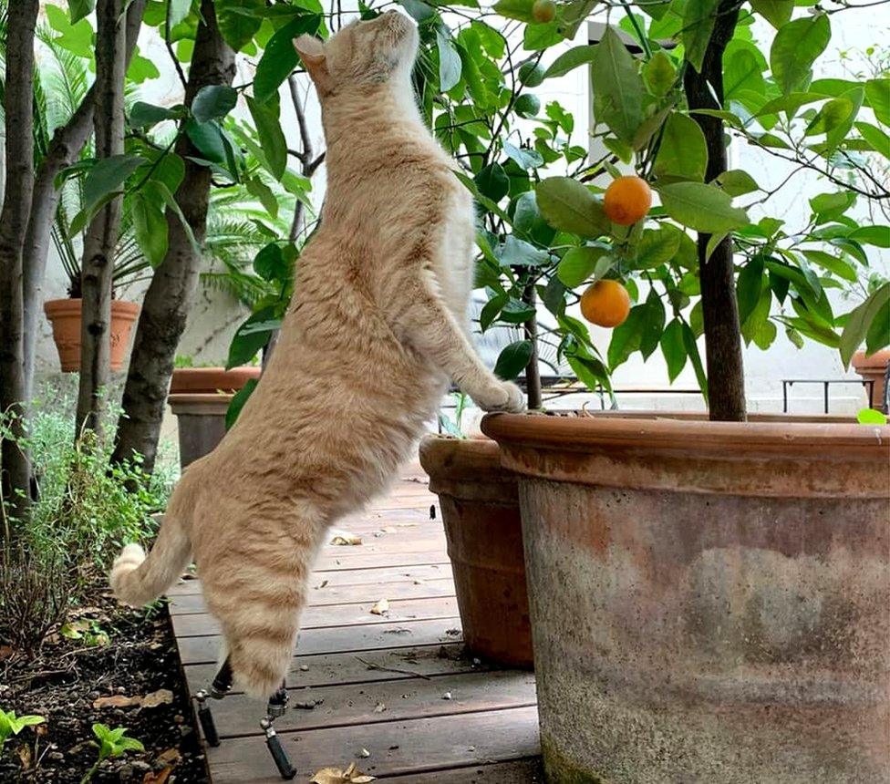 Vito stands tall on his new hind legs