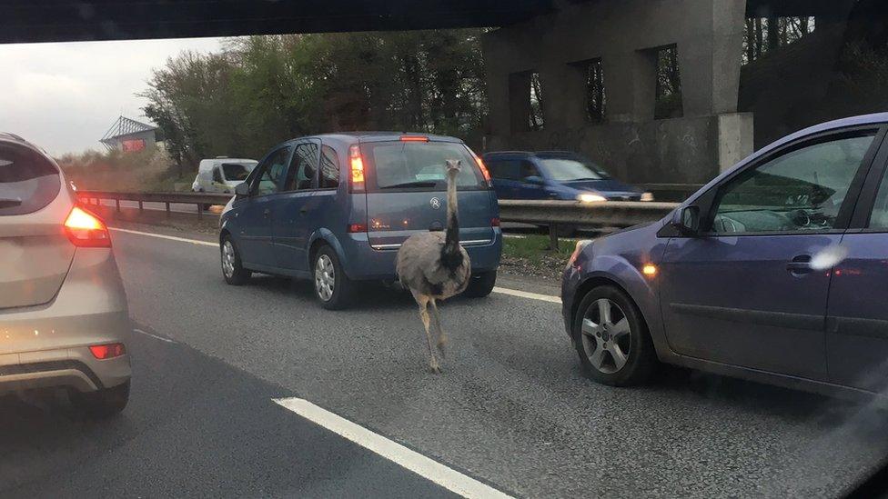 Ostrich on A12