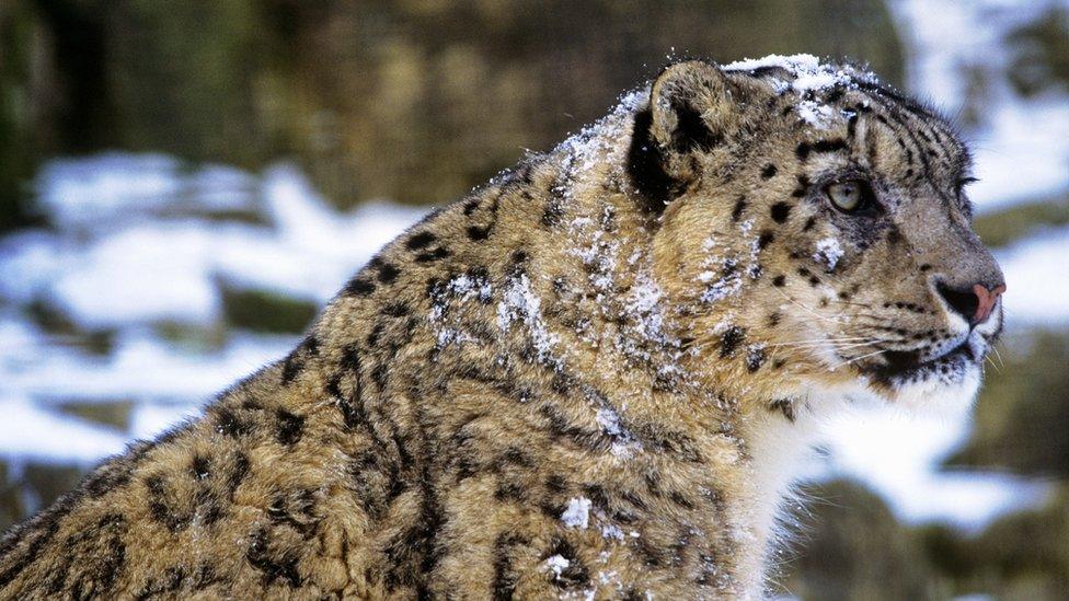 Snow leopard