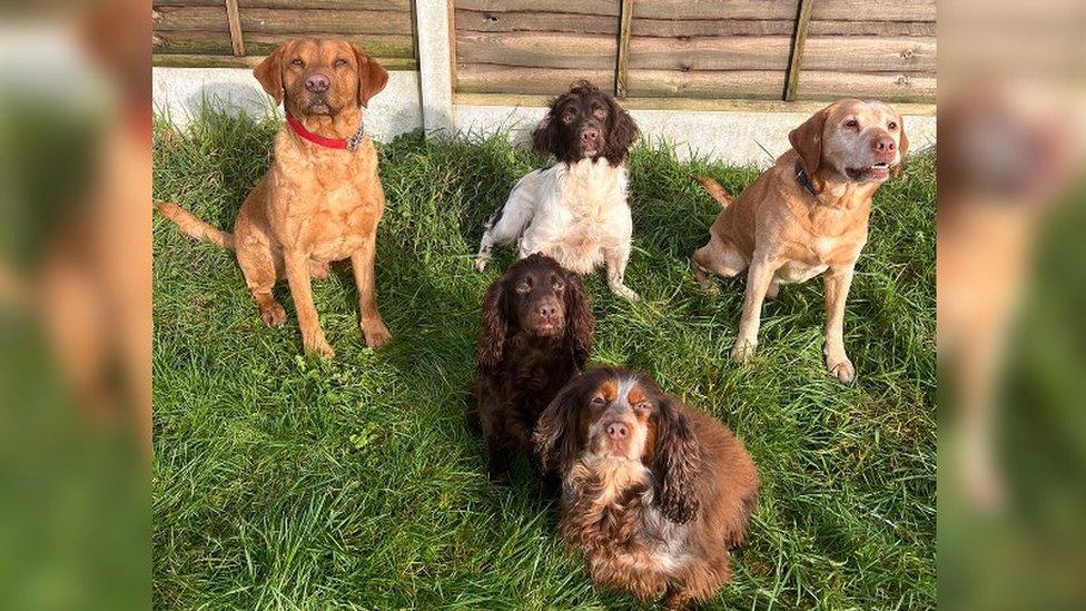 Davina and James Wiles' dogs