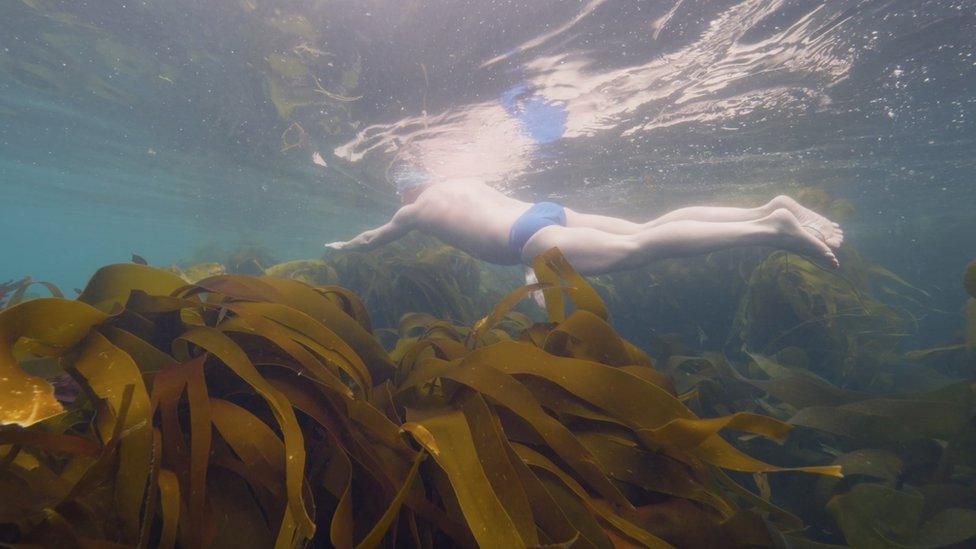 Kelp forest