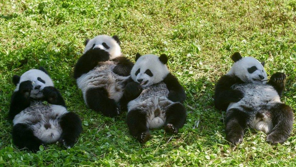 his photo taken on June 13, 2019 shows panda cubs (L-R) Linlang, Shenbinzai, Meimei and Hehe eating in the Shenshuping panda base of the Wolong National Nature Reserve in Wenchuan, China's southwestern Sichuan province