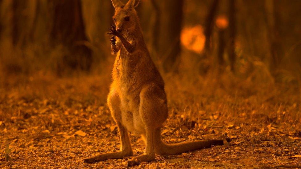 A wallaby licks its burnt paws after fleeing a bushfire near township of Nana Glen in New South Wales on 12 November