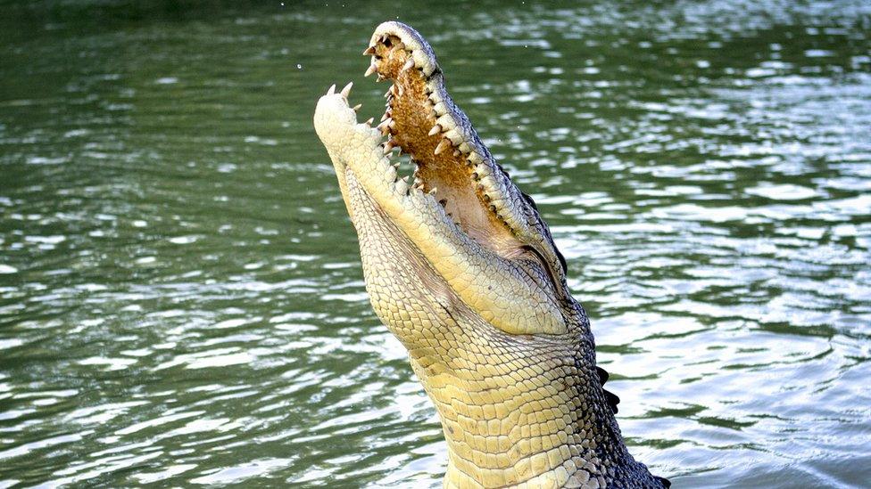 A crocodile jumping from water