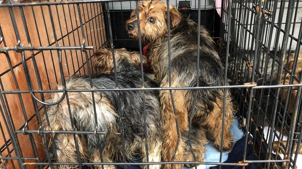 Photo of three rescued Yorkie breeding bitches