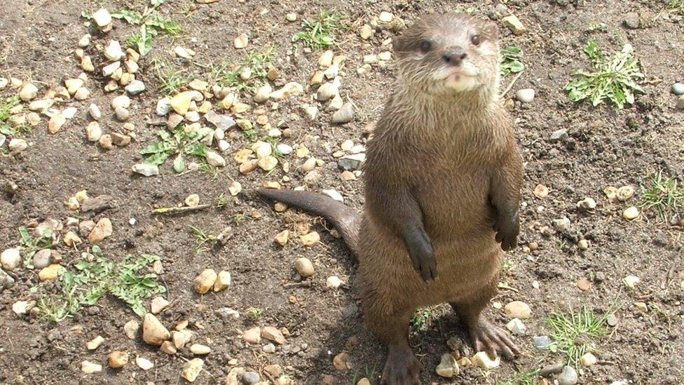 Otter standing up on its hind legs