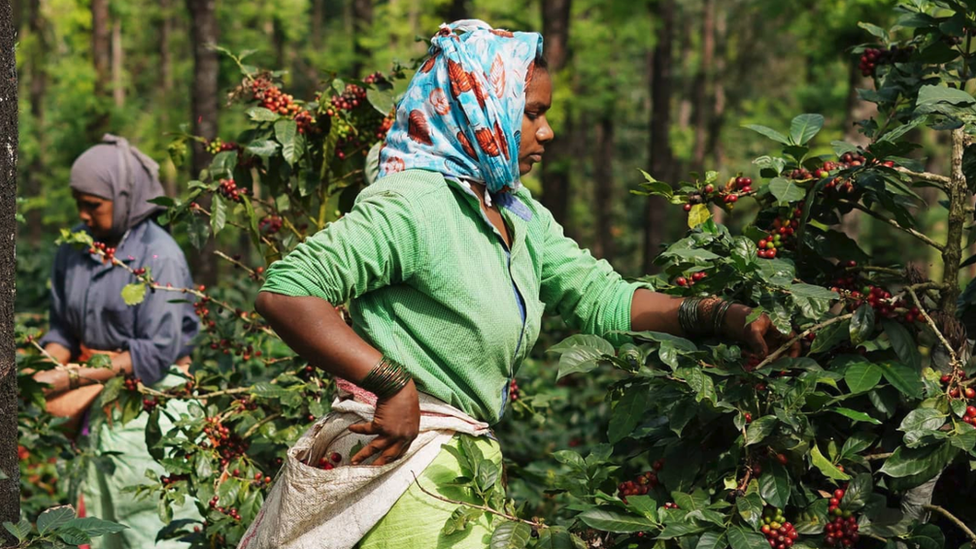 Coffee harvesting in India