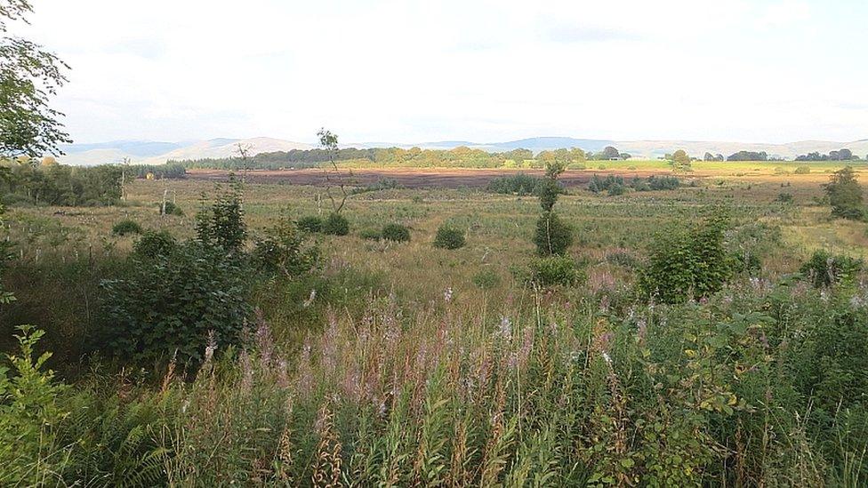 Lochwood Moss