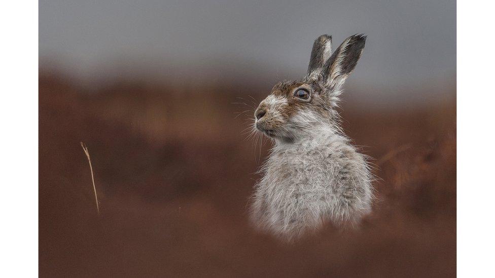 Mountain hare, Tomatin, Inverness, Scotland