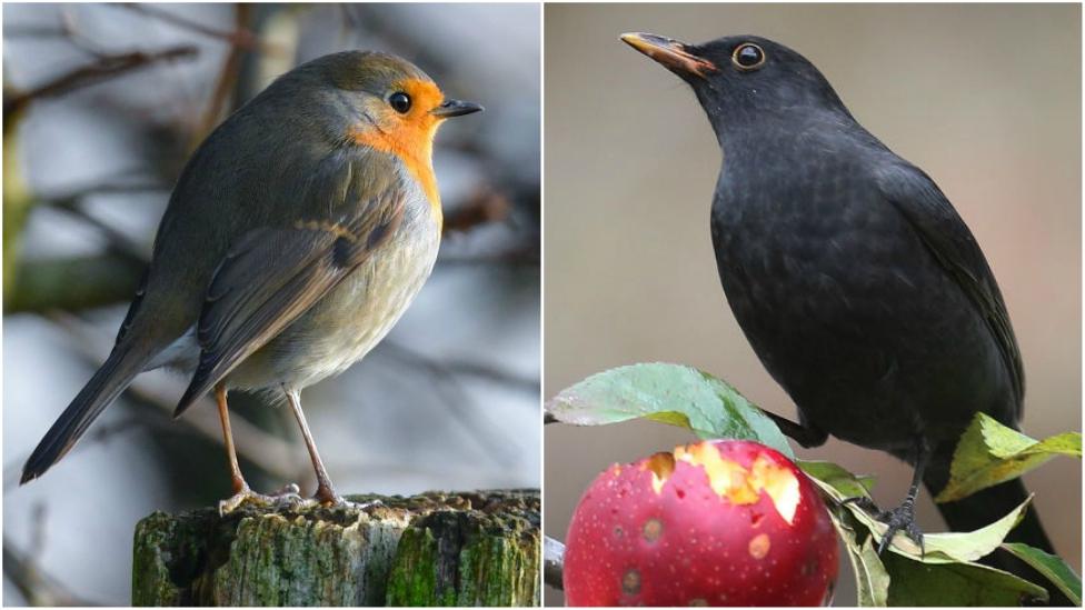 A robin and a blackbird