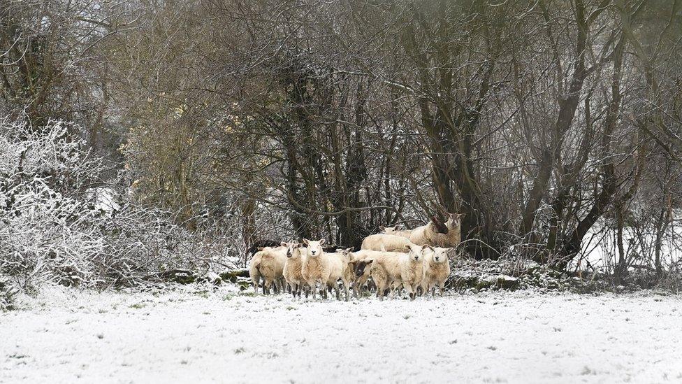 Sheep shelter from the Snow in Crumlin Co Antrim