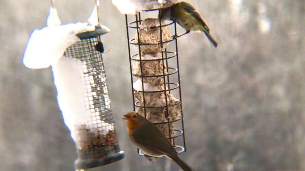 A robin and a blue tit at a bird feeder