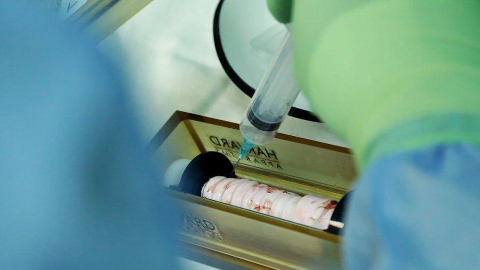 Stem cells being drizzled on to a synthetic trachea