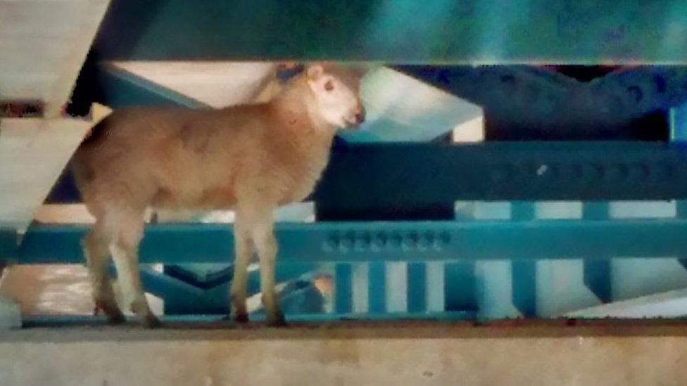 Sheep stuck under bridge