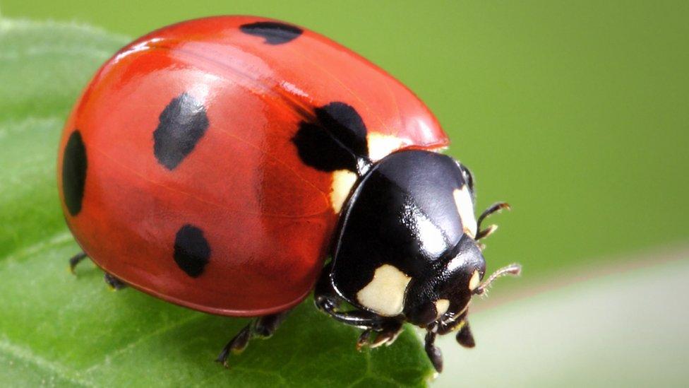 Ladybird.