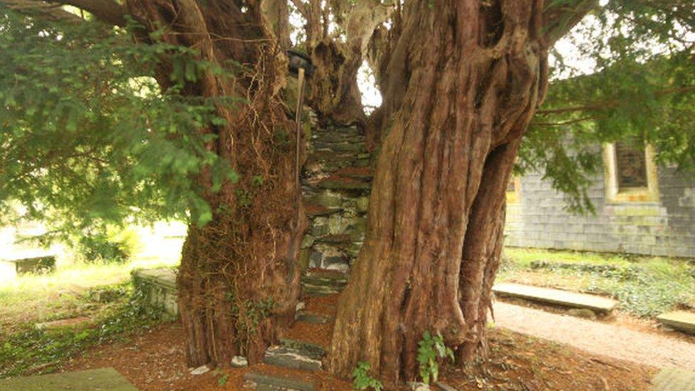 The pulpit yew, Nantglyn, Nantglyn, Denbighshire