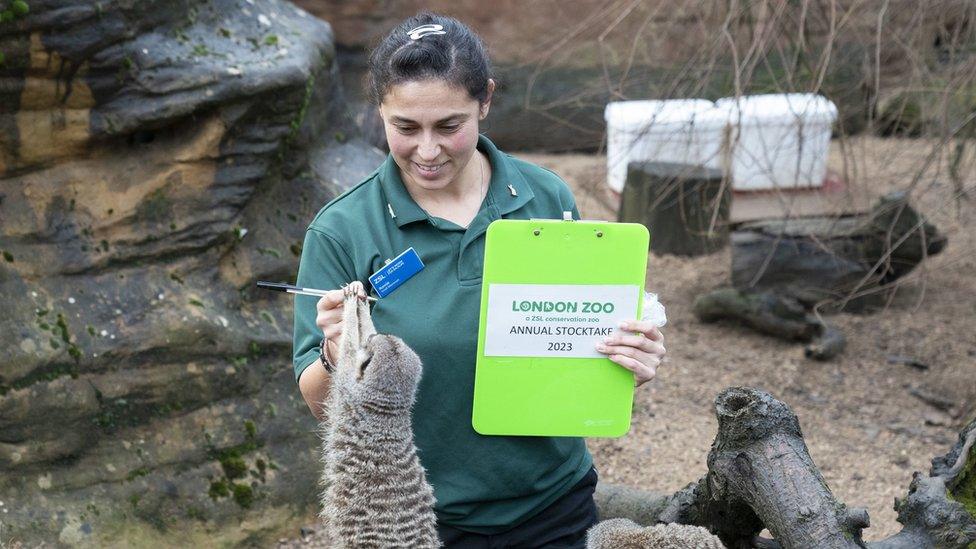 A meerkat grapples with a pen during the stocktake.