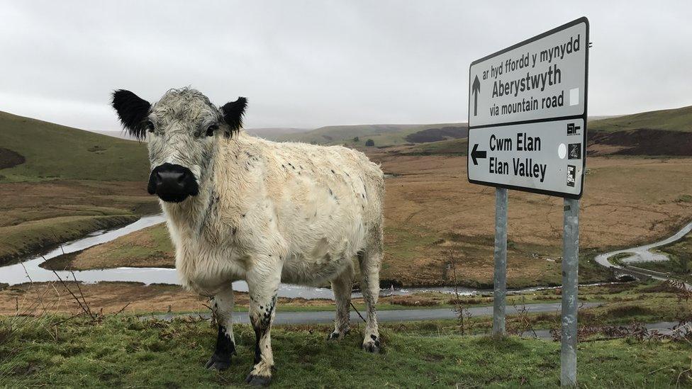 On the moo-ve: Eleri Halliday took this shot on a trip to the Elan Valley, Powys