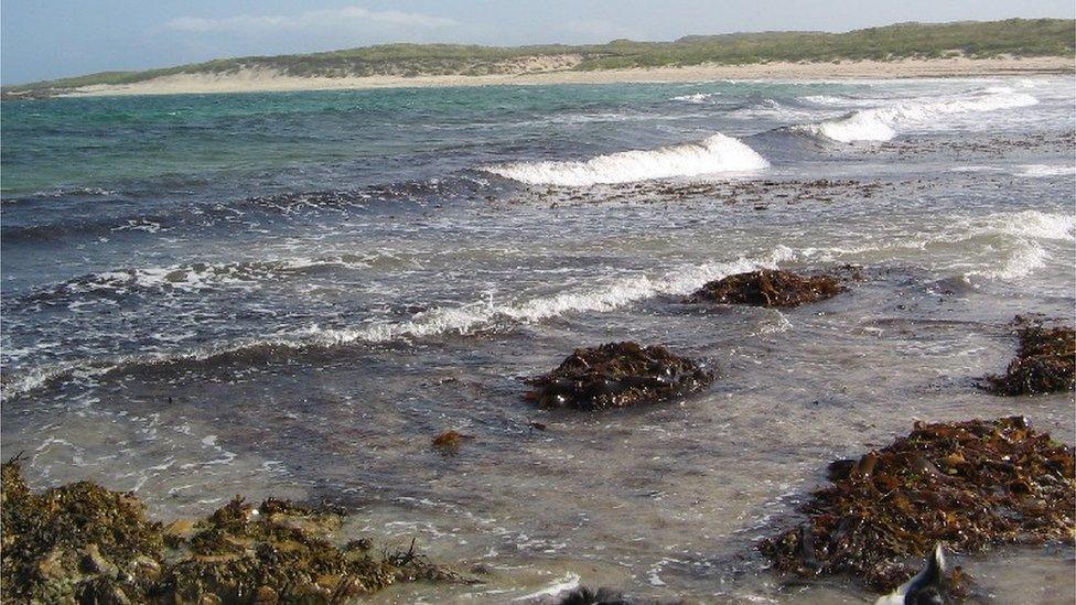 Seaweed on the Isle of Coll