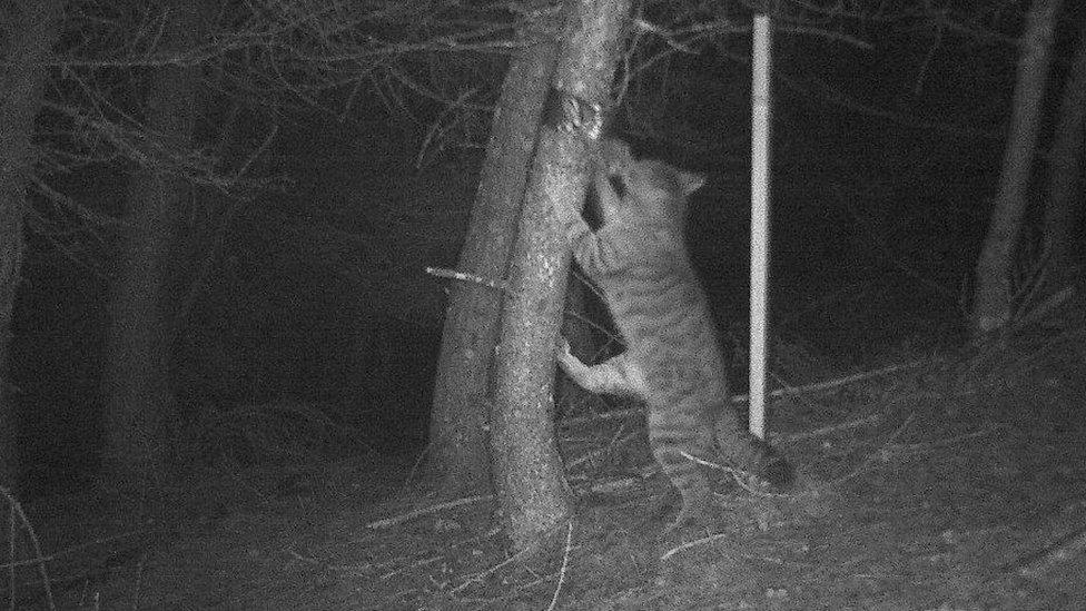 Wildcat sighting CCTV