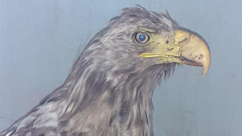 Injured white-tailed sea eagle
