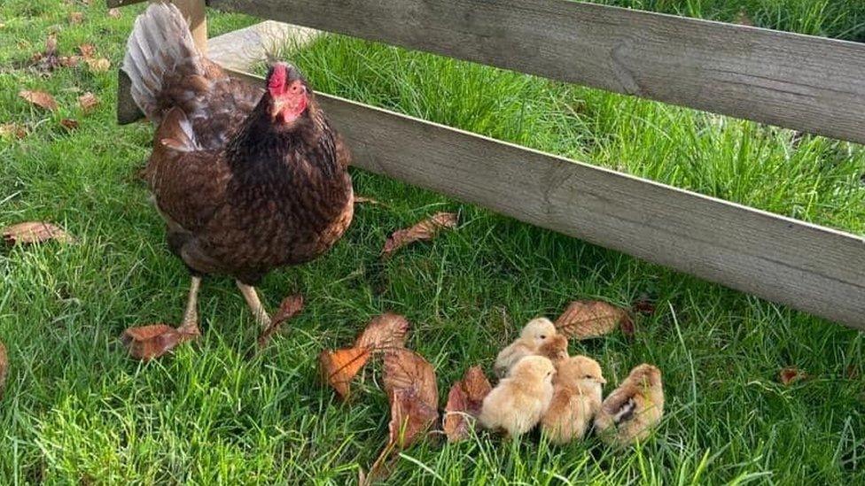 picture of hen and chicks