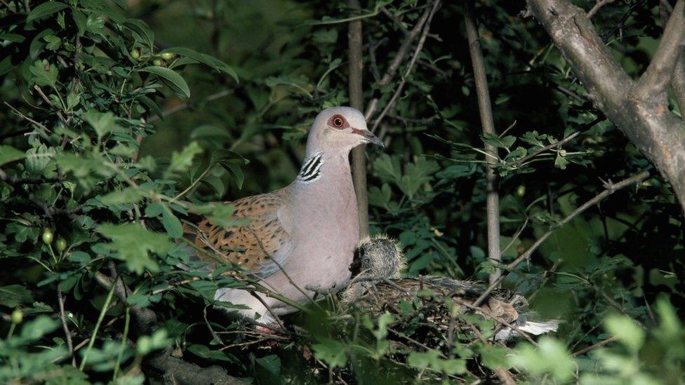 The European turtle dove: Numbers are in decline