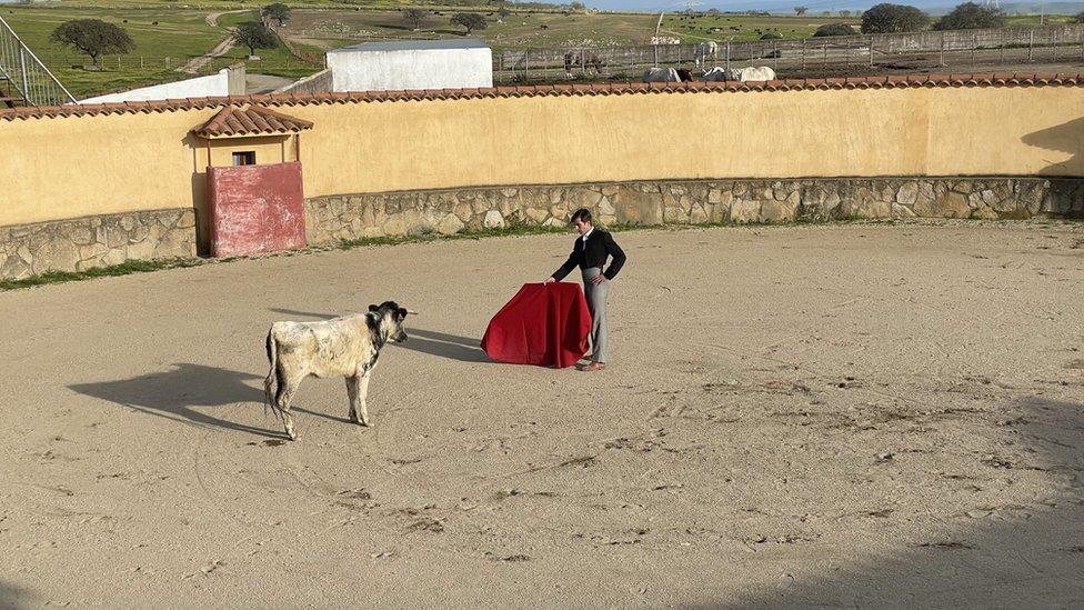 Mario Alcalde training with a bull