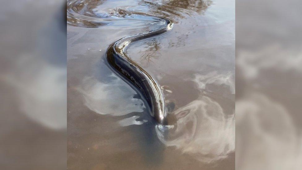 eel in water