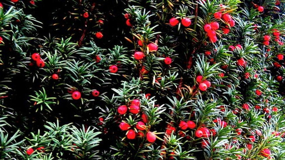 Yew Tree berries