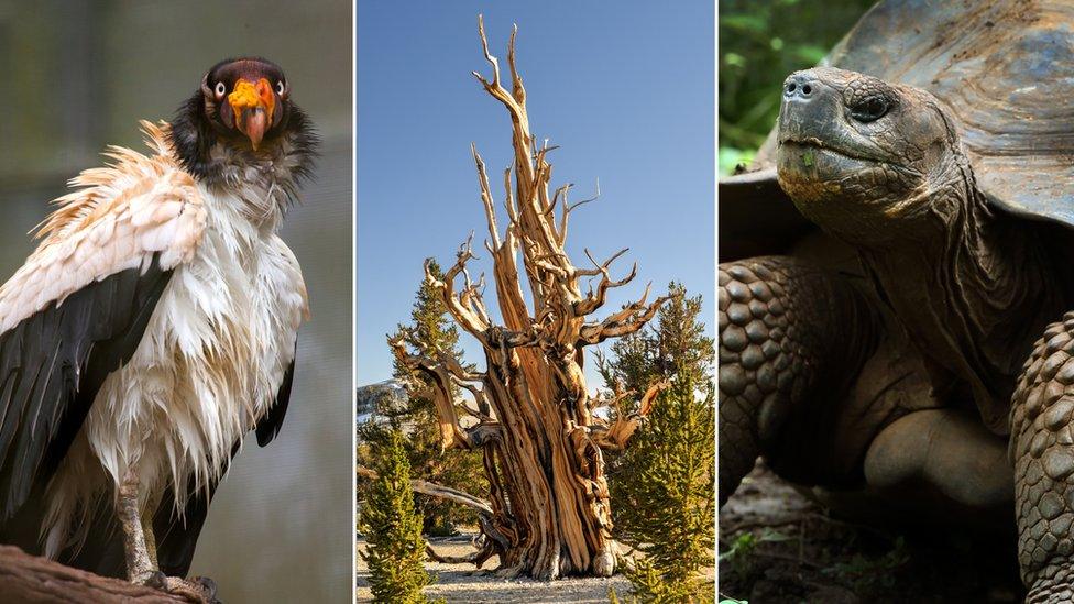 King vulture, bristlecone pine tree, giant tortoise