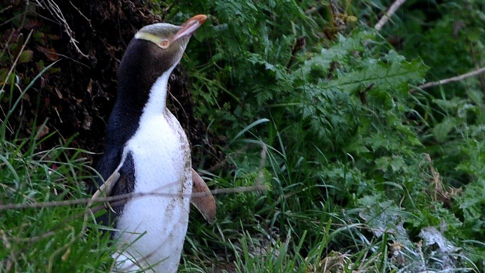 A close up of a yellow-eyed penguin