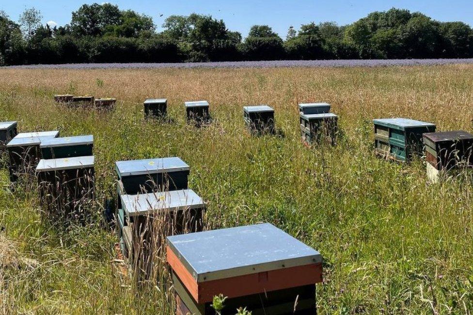 Hives in a field