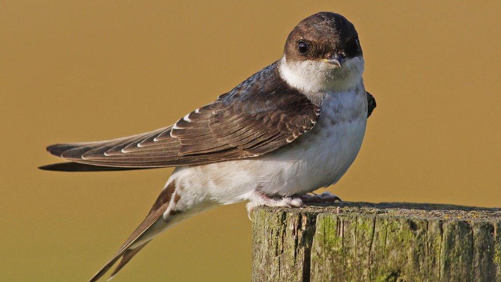 house-martin.