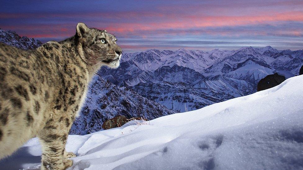 Snow leopard