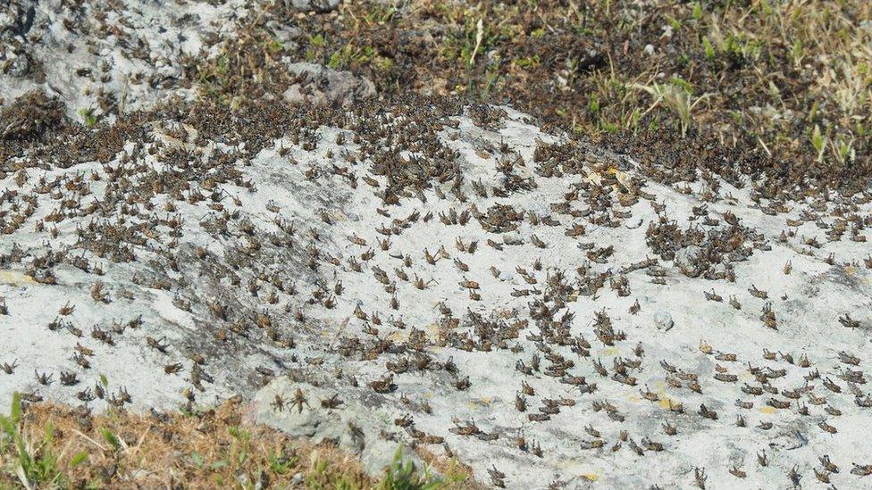 Locusts on Agios Efstratios (pic courtesy of Stella Spanou)