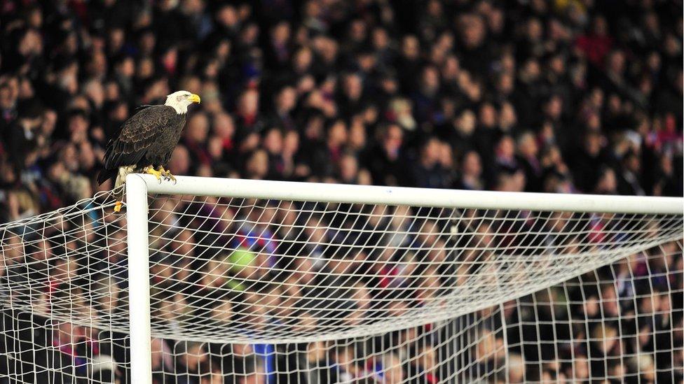 Crystal Palace's Mascot 'Kayla the Eagle' is pictured on a goalpost before their League Cup semi-final football match against Cardiff City at Selhurst Park in London, England on January 10, 2012