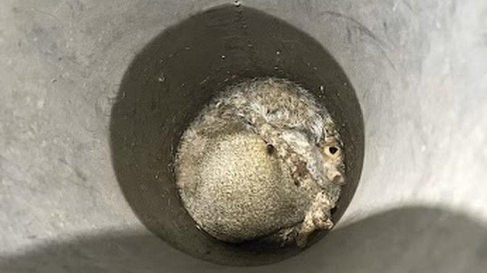 The squirrel trapped inside the lamp post