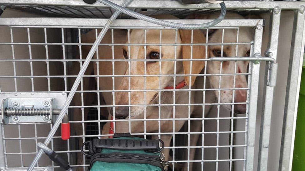 Lurchers in the back of a police van