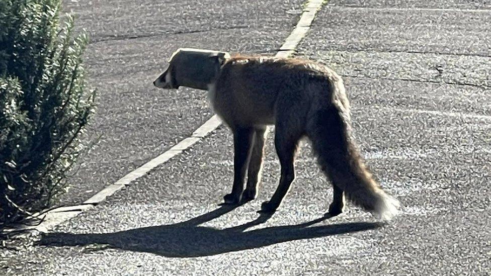 fox in the road