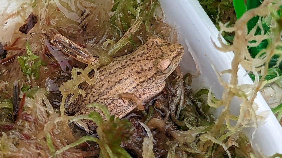 The stowaway frog