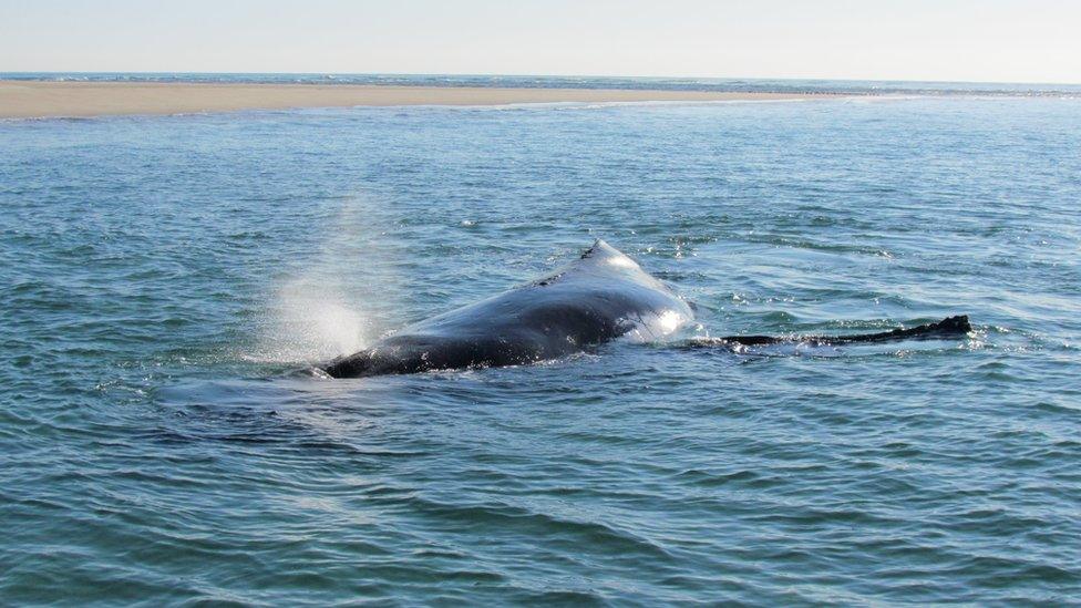 The stranded whale, in shallow water near the shore. 6 October 2016.