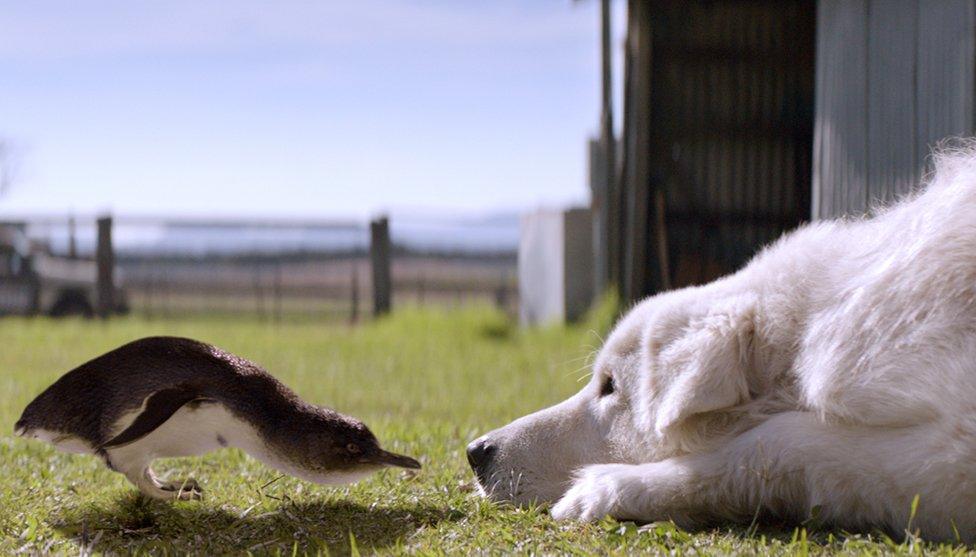 Penguin and sheepdog